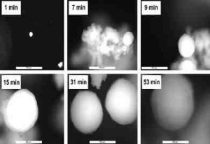 مشاهده رشد ذرات پلی اتیلن در محیط دوغابی کاتالیستی