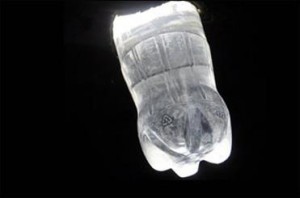 تولید نور با بطری پلاستیکی، آب و سفید کننده