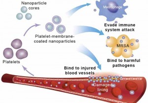 Schematic-of-platelet-nanoparticles