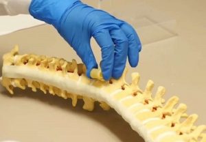 تولید اسفنج پلیمری با هدف تسهیل رشد استخوان ستون فقرات در محل آسیب دیده