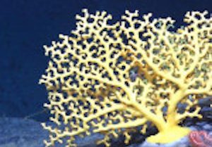 بهینه‌سازی خواص فتوکاتالیستی با سنتز نانوساختارهای مرجانی